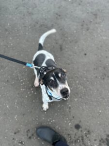 Pet Image
